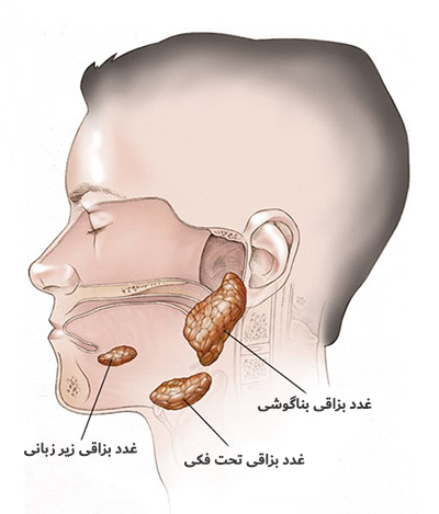 غدد-بزاقی غدد بزاقی